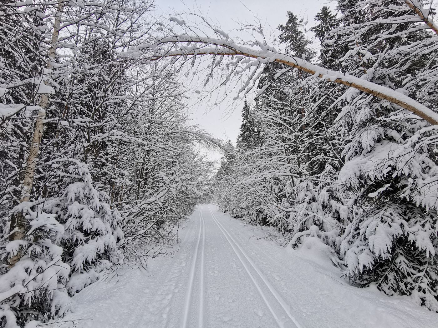 Passeggiata con le ciaspole nel bosco innevato